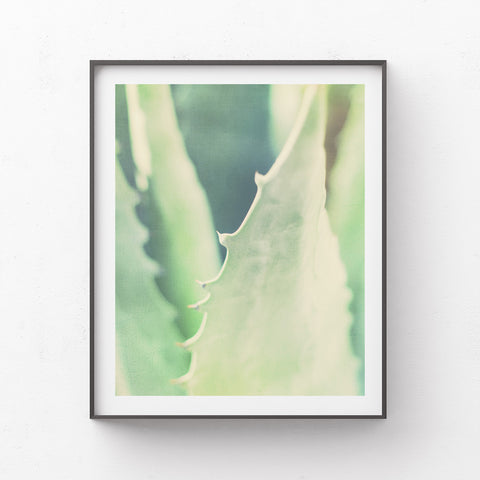 Agave