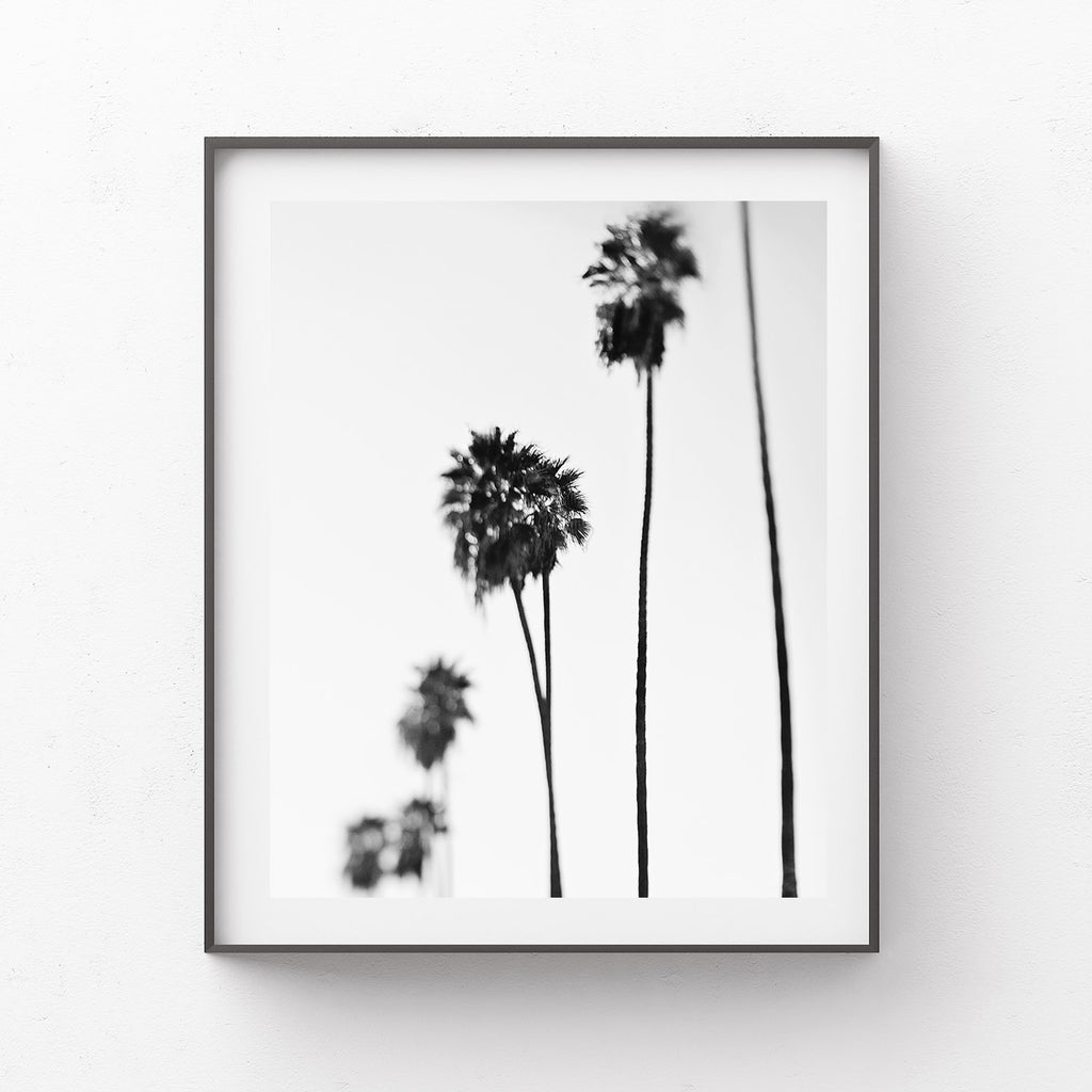 Blurry Palms