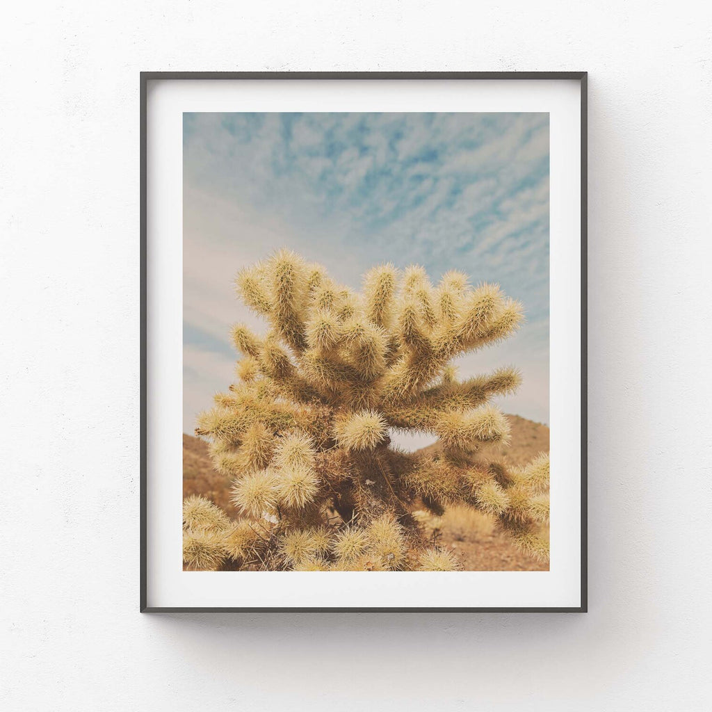 Teddy. Sonoran Desert, Arizona