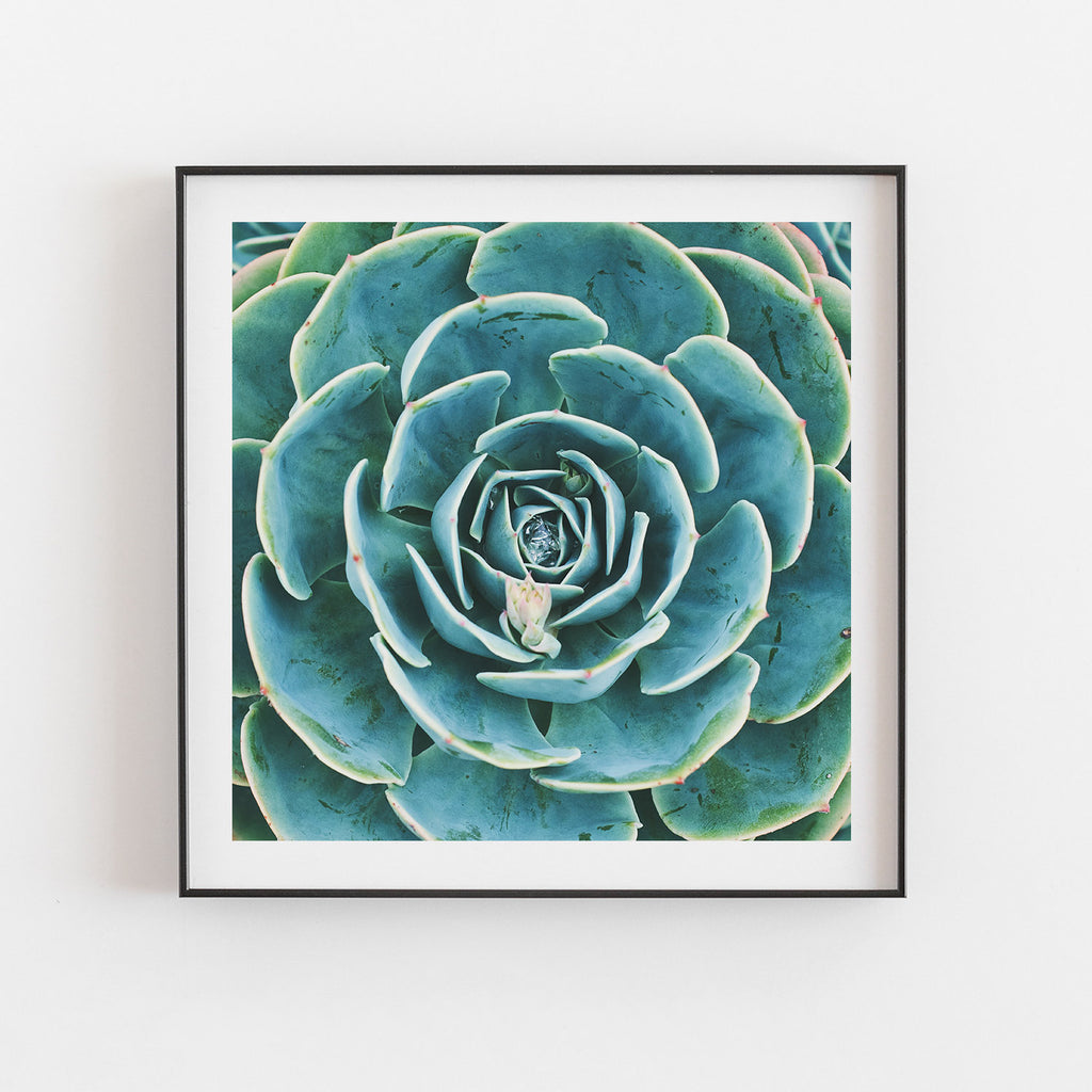 Echeveria
