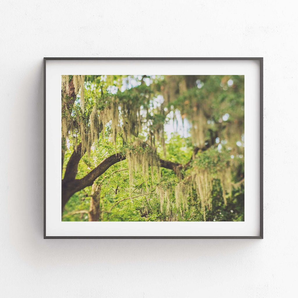 Moss. Savannah