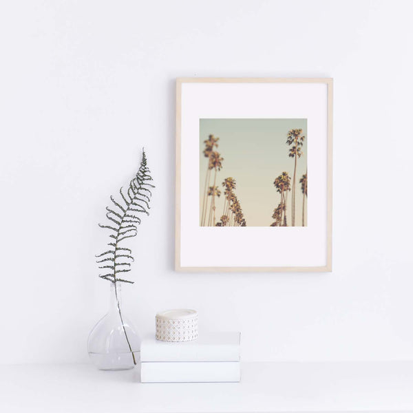 Photograph of Los Angeles palm trees. For California Dreamers.