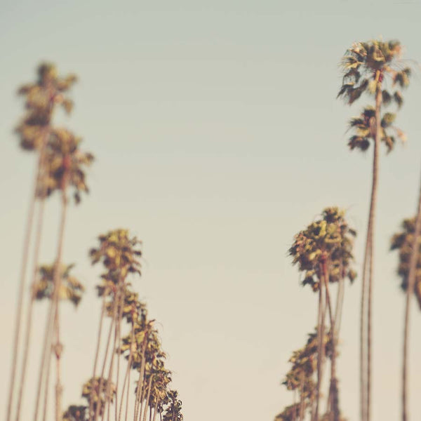 Photograph of dreamy palm tree lined street in Los Angeles California