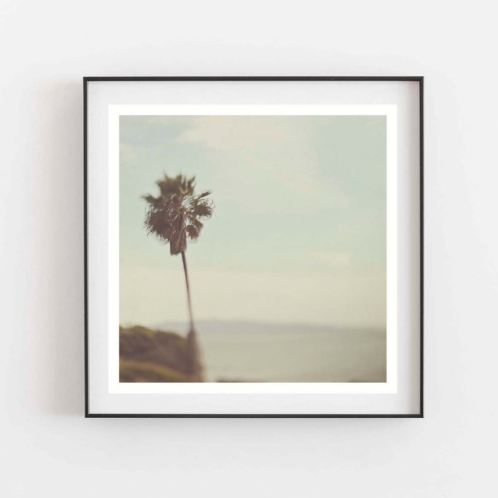 Palm Tree and Ocean. San Diego
