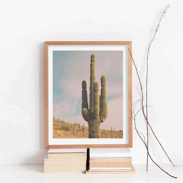 Cactus. Sonoran Desert