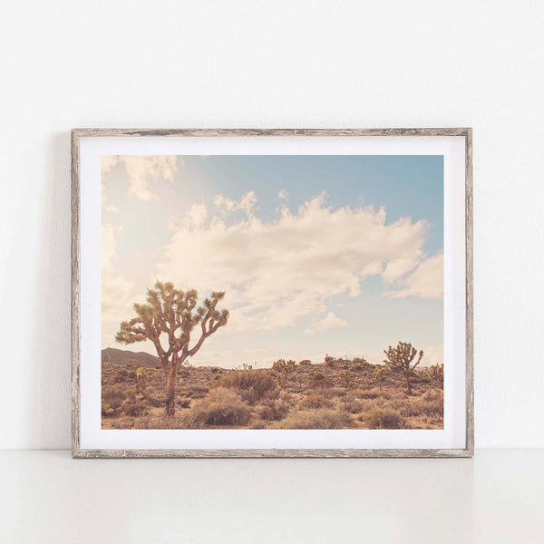 Sunshine and Joshua Trees