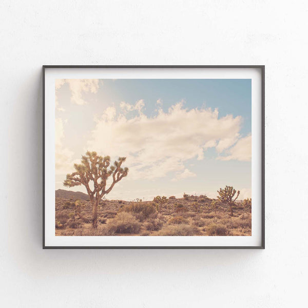 Sunshine and Joshua Trees