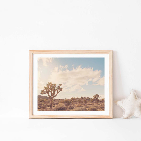Sunshine and Joshua Trees