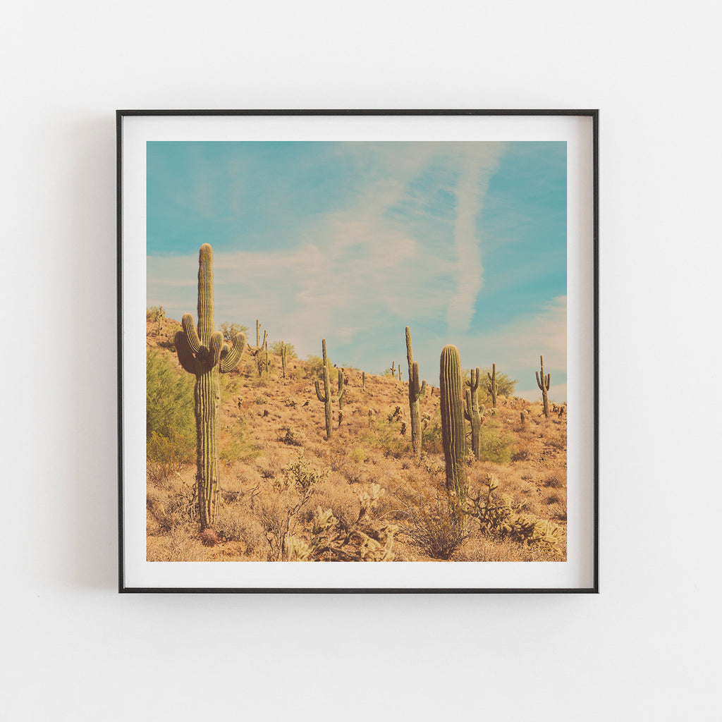 The Saguaros. Arizona