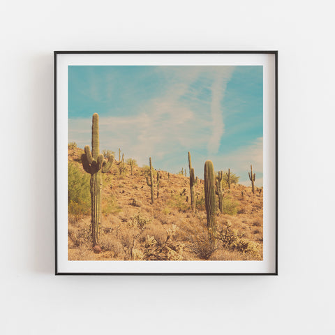 The Saguaros. Arizona