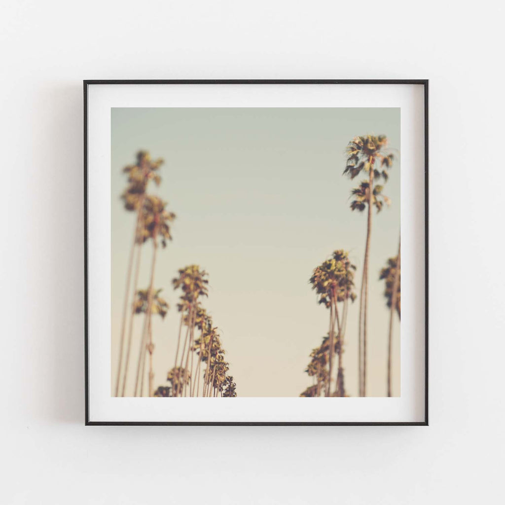 Framed LA palm trees photo. Dreamy blue green sky.