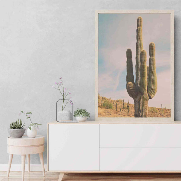 Cactus. Sonoran Desert