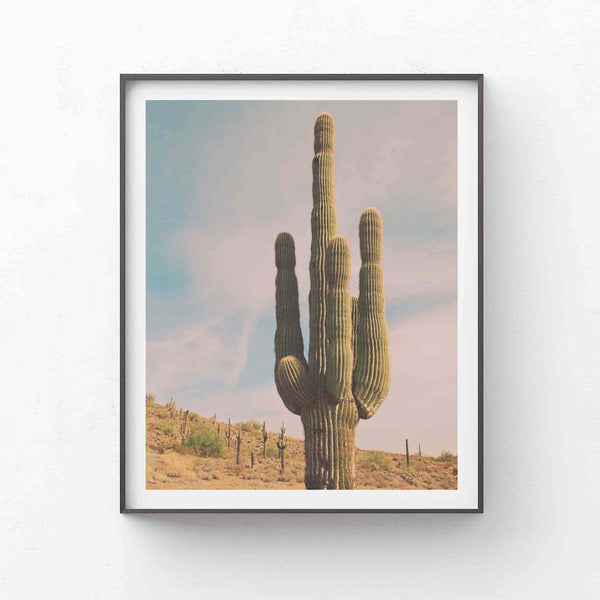 Cactus. Sonoran Desert